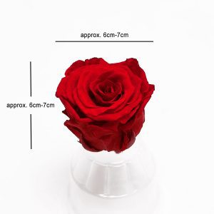 Red Ecuadorian Eternity Flowers Preserved Roses Pack of 6 6cm to 7cm