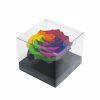 Jumbo Rainbow Color Ecuadorian Eternity Flower