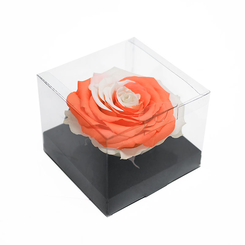 _AAA6735 Jumbo Orange White Color Ecuadorian Eternity Flower