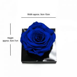 XL Blue Ecuadorian Eternity Flower Preserved Rose 9cm to 10cm