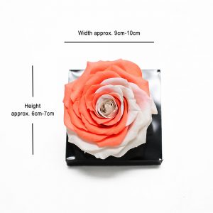 Jumbo Orange White Color Ecuadorian Eternity Flower Preserved Rose 9cm to 10cm