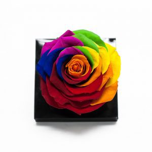 Jumbo Rainbow Color Ecuadorian Eternity Flower Preserved Rose 9cm to 10cm
