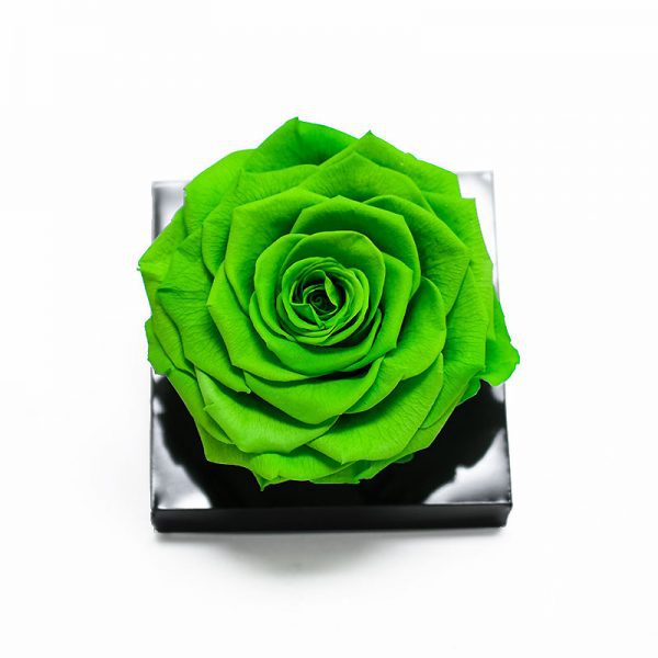 Jumbo Green Ecuadorian Eternity Rose