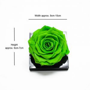 Jumbo Green Ecuadorian Eternity Flower Preserved Rose 9cm to 10cm