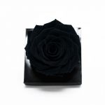 Jumbo Black Ecuadorian Eternity Flower Preserved Rose 9cm to 10cm