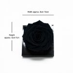 Jumbo Black Ecuadorian Eternity Flower Preserved Rose 9cm to 10cm