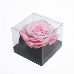 XL Pink White Ecuadorian Eternity Flowers Preserved Roses 9cm to 10cm