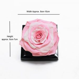 XL Pink White Ecuadorian Eternity Flowers Preserved Roses 9cm to 10cm