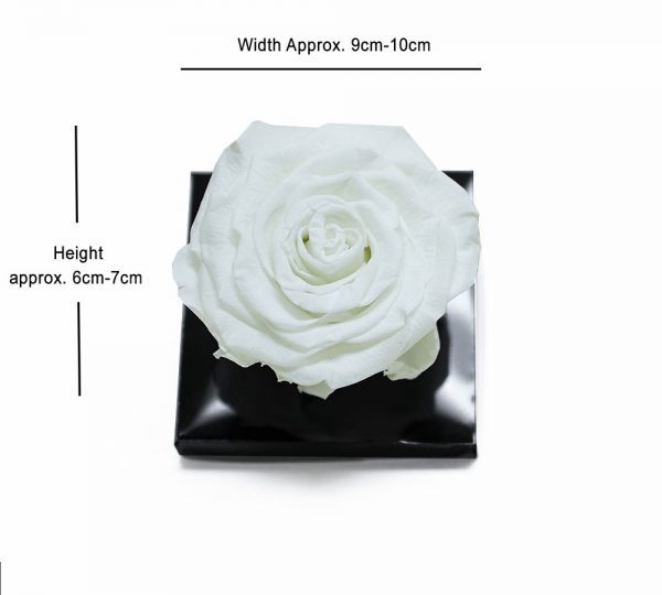 Large White Eternity Rose