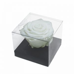 XL White Ecuadorian Eternity Flowers Preserved Roses 9cm to 10cm