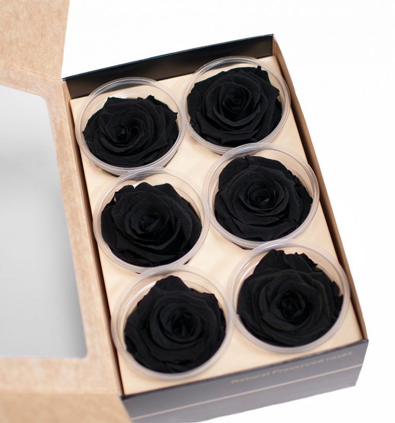 Black Ecuadorian Eternity Flowers Preserved Roses Pack of 6 6cm to 7cm