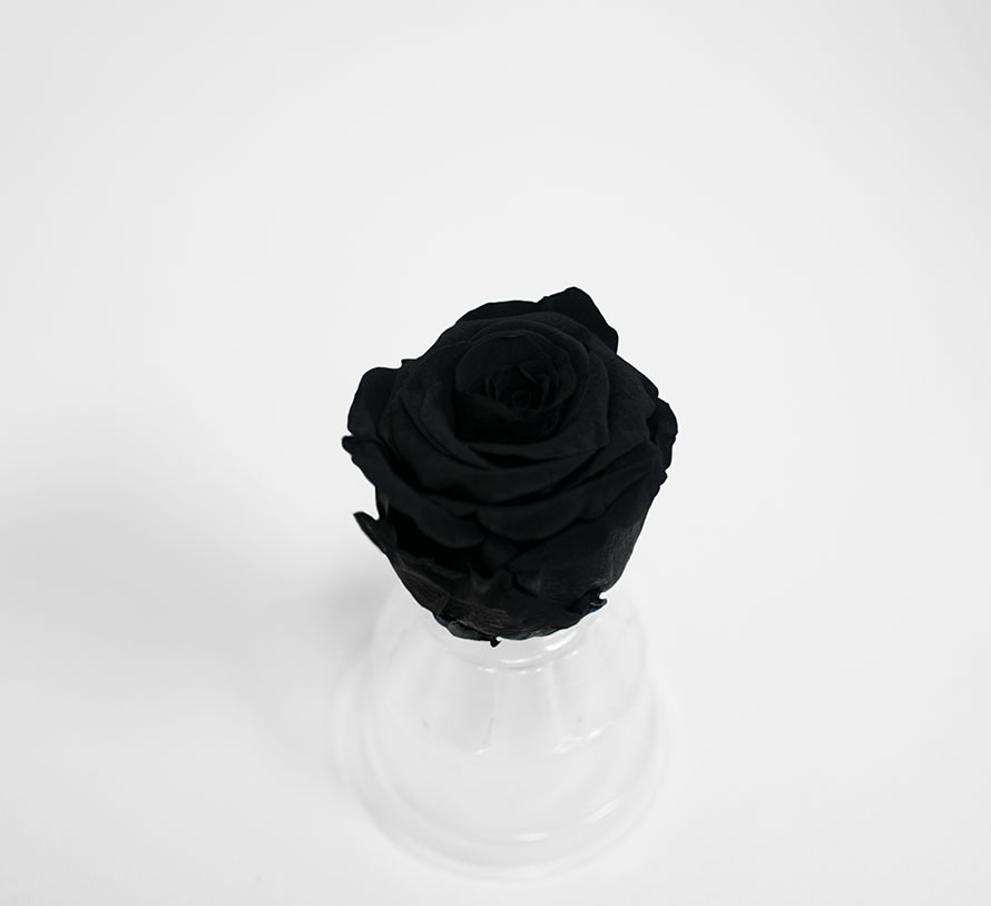 Black Ecuadorian Eternity Flowers Preserved Roses Pack of 6 6cm to 7cm