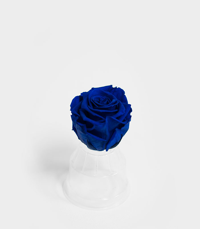 Royal Blue Ecuadorian Eternity Flowers Preserved Roses Pack of 6 6cm to 7cm Royal Blue Ecuadorian Eternity Flowers Preserved Roses Pack of 6 6cm to 7cm