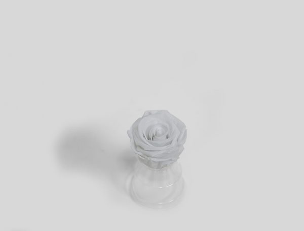 Pack of 6 Ecuadorian White Eternity Roses