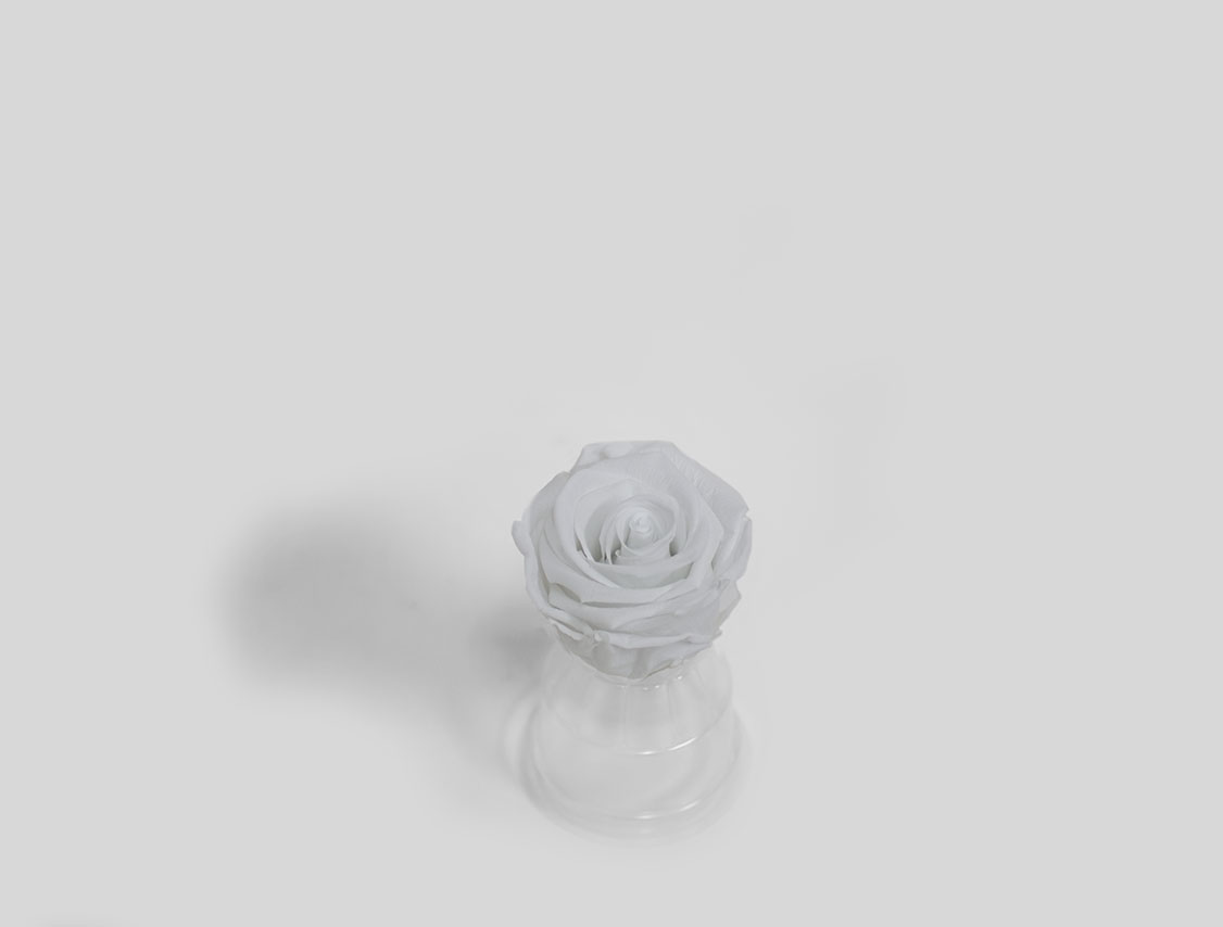 White Ecuadorian Eternity Flowers Preserved Roses Pack of 6 6cm to 7cm