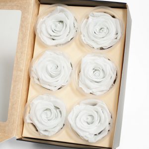 White Ecuadorian Eternity Flowers Preserved Roses Pack of 6 6cm to 7cm