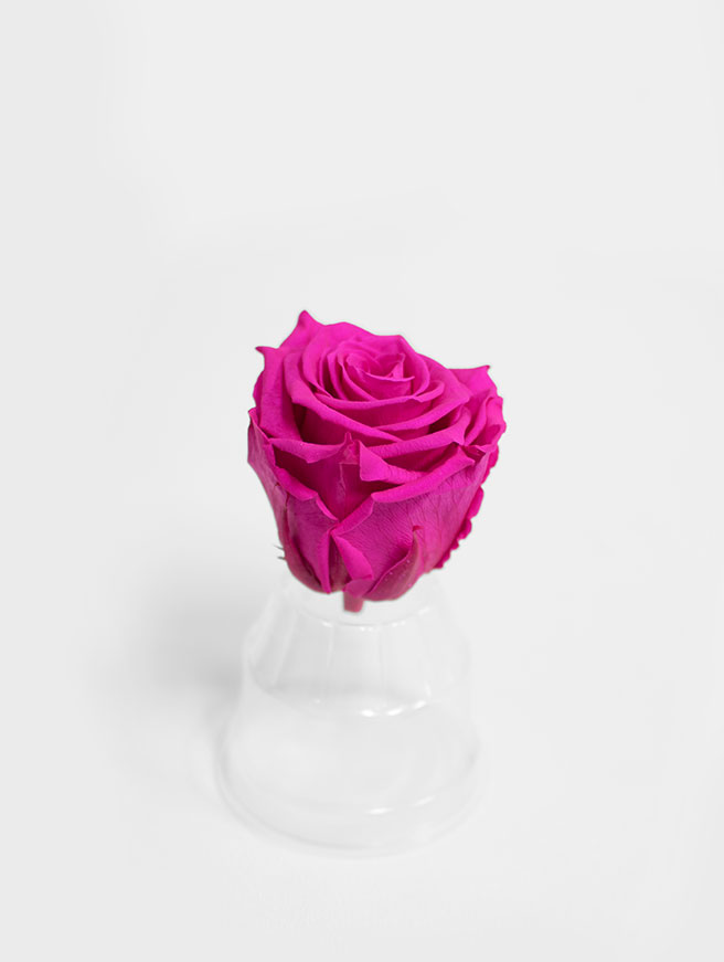 Fuchsia Ecuadorian Eternity Flowers Preserved Roses Pack of 6 6cm to 7cm