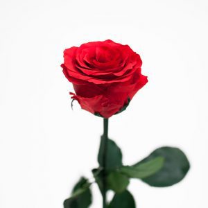 Red Long Stem Ecuadorian Eternity Flowers Preserved Rose