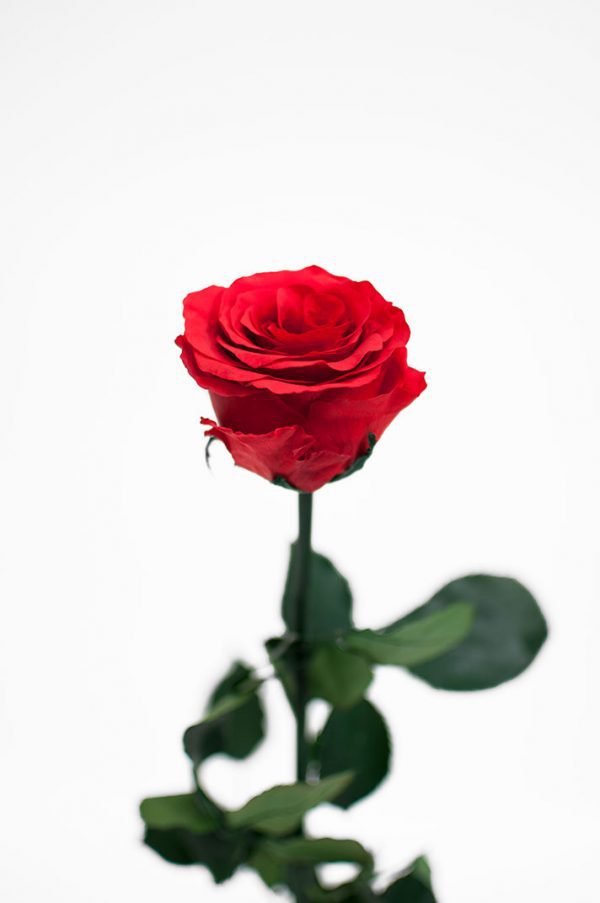 Red Long Stem Ecuadorian Eternity Flowers Preserved Rose