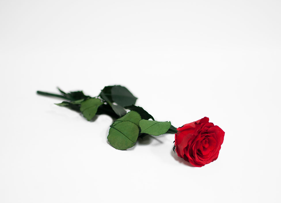 Red Long Stem Ecuadorian Eternity Flowers Preserved Rose