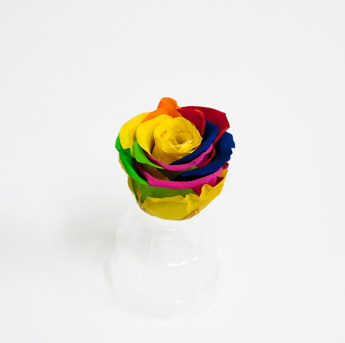 Rainbow Ecuadorian Eternity Flowers Preserved Roses Pack of 6 6cm to 7cm