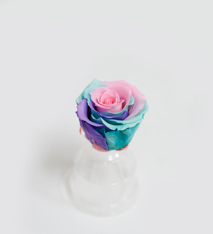 Unicorn Ecuadorian Eternity Flowers Preserved Roses Pack of 6 6cm to 7cm Unicorn Ecuadorian Eternity Flowers Preserved Roses Pack of 6 6cm to 7cm
