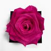 XL Fusia Ecuadorian Eternity Flower Preserved Rose 9cm to 10cm