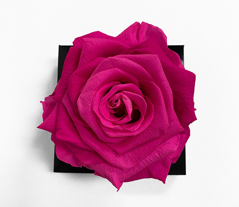 XL Fusia Ecuadorian Eternity Flower Preserved Rose 9cm to 10cm