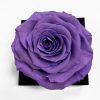 XL Purple Ecuadorian Eternity Flower Preserved Rose 9cm to 10cm