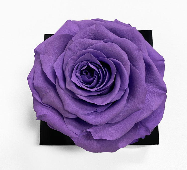 XL Purple Ecuadorian Eternity Flower Preserved Rose 9cm to 10cm