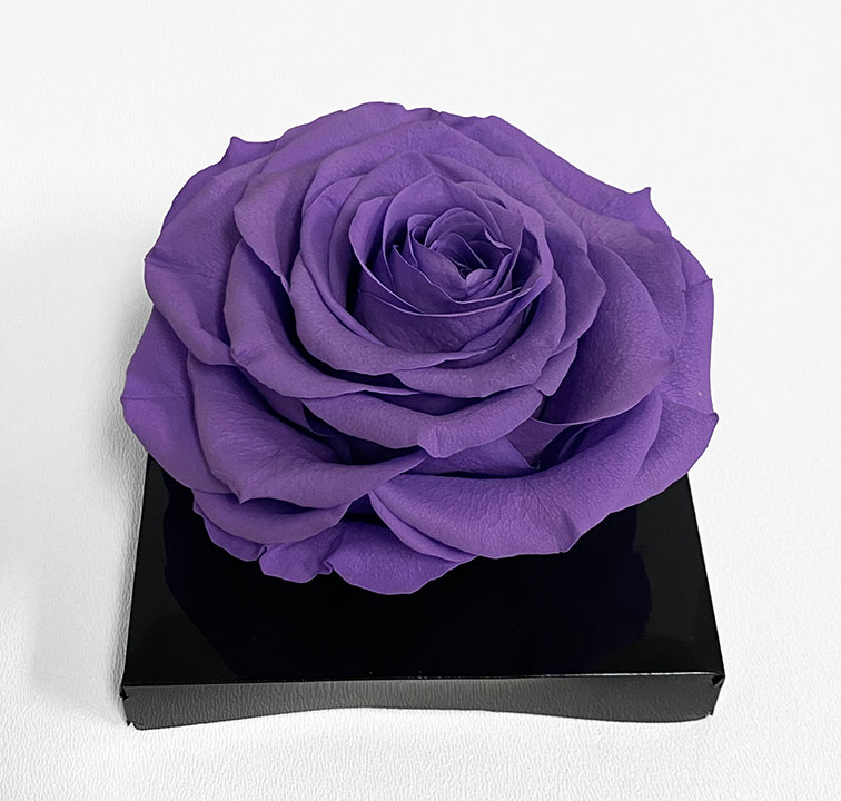 XL Purple Ecuadorian Eternity Flower Preserved Rose 9cm to 10cm D & E
