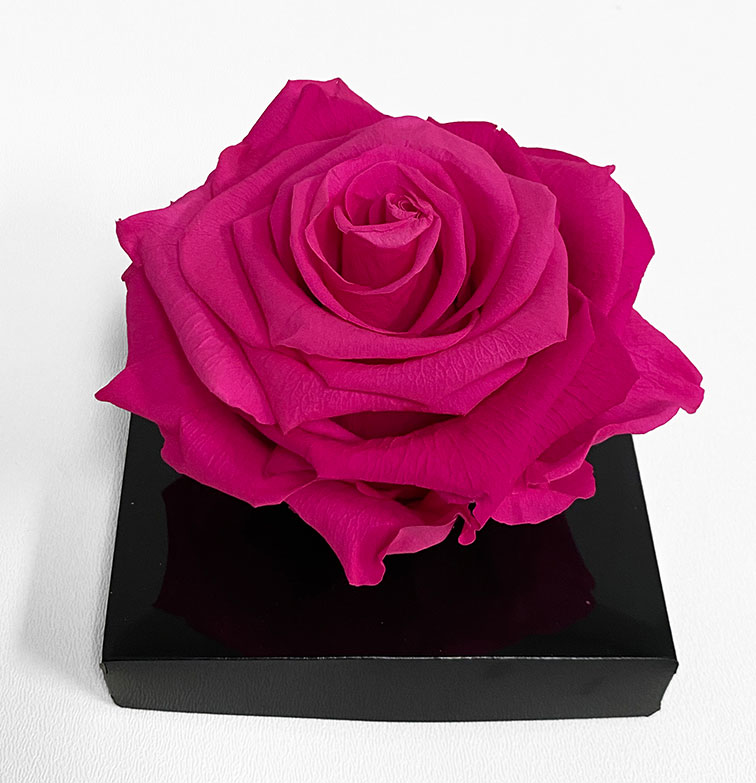 XL Fusia Ecuadorian Eternity Flower Preserved Rose 9cm to 10cm