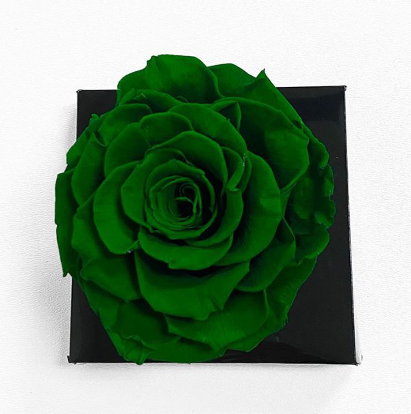XL Dark Green Ecuadorian Eternity Flower Preserved Rose 9cm to 10cm