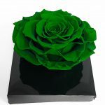 XL Dark Green Ecuadorian Eternity Flower Preserved Rose 9cm to 10cm