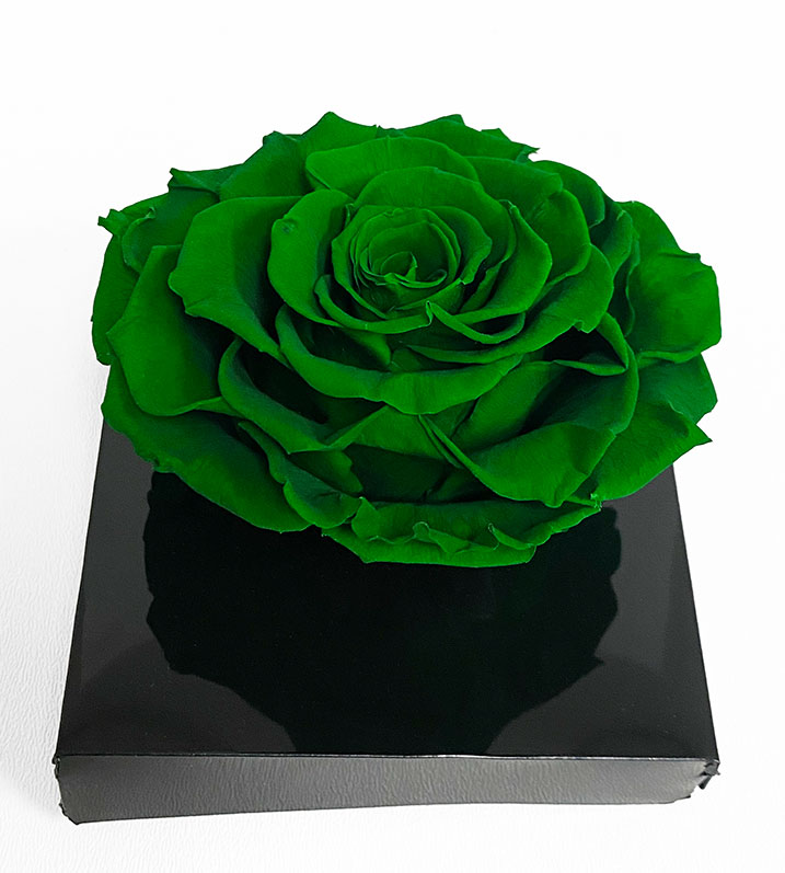 XL Dark Green Ecuadorian Eternity Flower Preserved Rose 9cm to 10cm