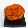 XL Orange Ecuadorian Eternity Flower Preserved Rose 9cm to 10cm