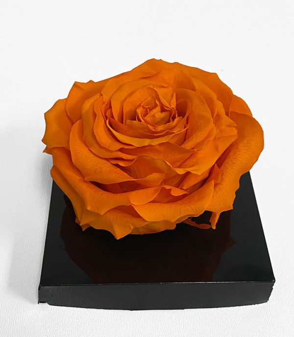 XL Orange Ecuadorian Eternity Flower Preserved Rose 9cm to 10cm