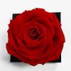 XL Red Ecuadorian Eternity Flower Preserved Rose 9cm to 10cm