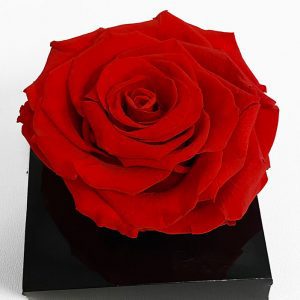 XL Red Ecuadorian Eternity Flower Preserved Rose 9cm to 10cm