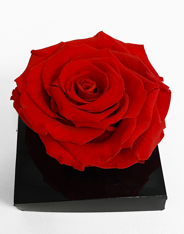 XL Red Ecuadorian Eternity Flower Preserved Rose 9cm to 10cm XL Red Ecuadorian Eternity Flower Preserved Rose 9cm to 10cm