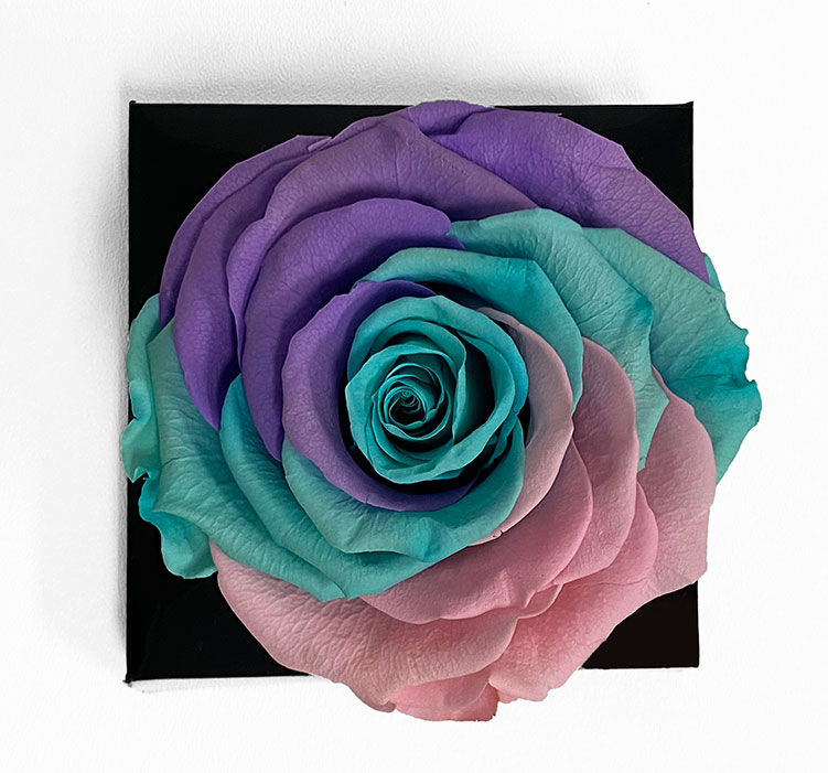 XL Unicorn Ecuadorian Eternity Flower Preserved Rose 9cm to 10cm