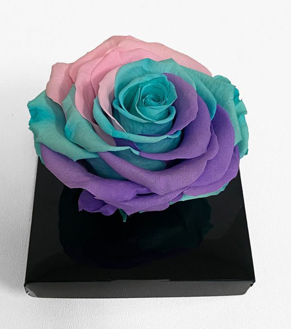 XL Unicorn Ecuadorian Eternity Flower Preserved Rose 9cm to 10cm