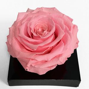 XL Light Pink Ecuadorian Eternity Flower Preserved Rose 9cm to 10cm