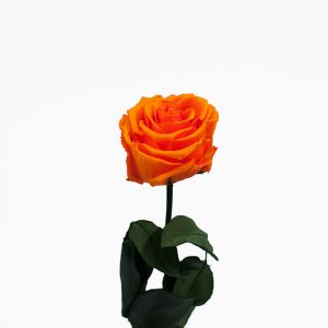 Orange Long Stem Ecuadorian Eternity Flowers Preserved Rose