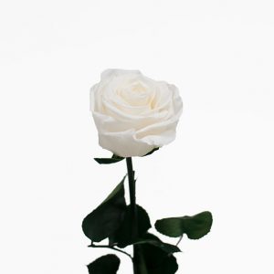 White Long Stem Ecuadorian Eternity Flowers Preserved Rose