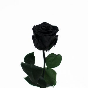 Black Long Stem Ecuadorian Eternity Flowers Preserved Rose
