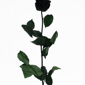 Black Long Stem Ecuadorian Eternity Flowers Preserved Rose
