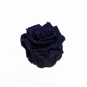 Violet Ecuadorian Eternity Flowers Preserved Roses Pack of 6 6cm to 7cm