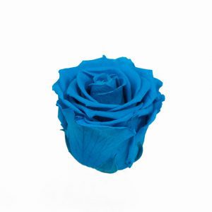 Turquoise Ecuadorian Eternity Flowers Preserved Roses Pack of 6 6cm to 7cm