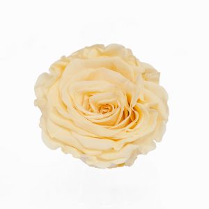 Vanilla Ecuadorian Eternity Flowers Preserved Roses Pack of 6 6cm to 7cm